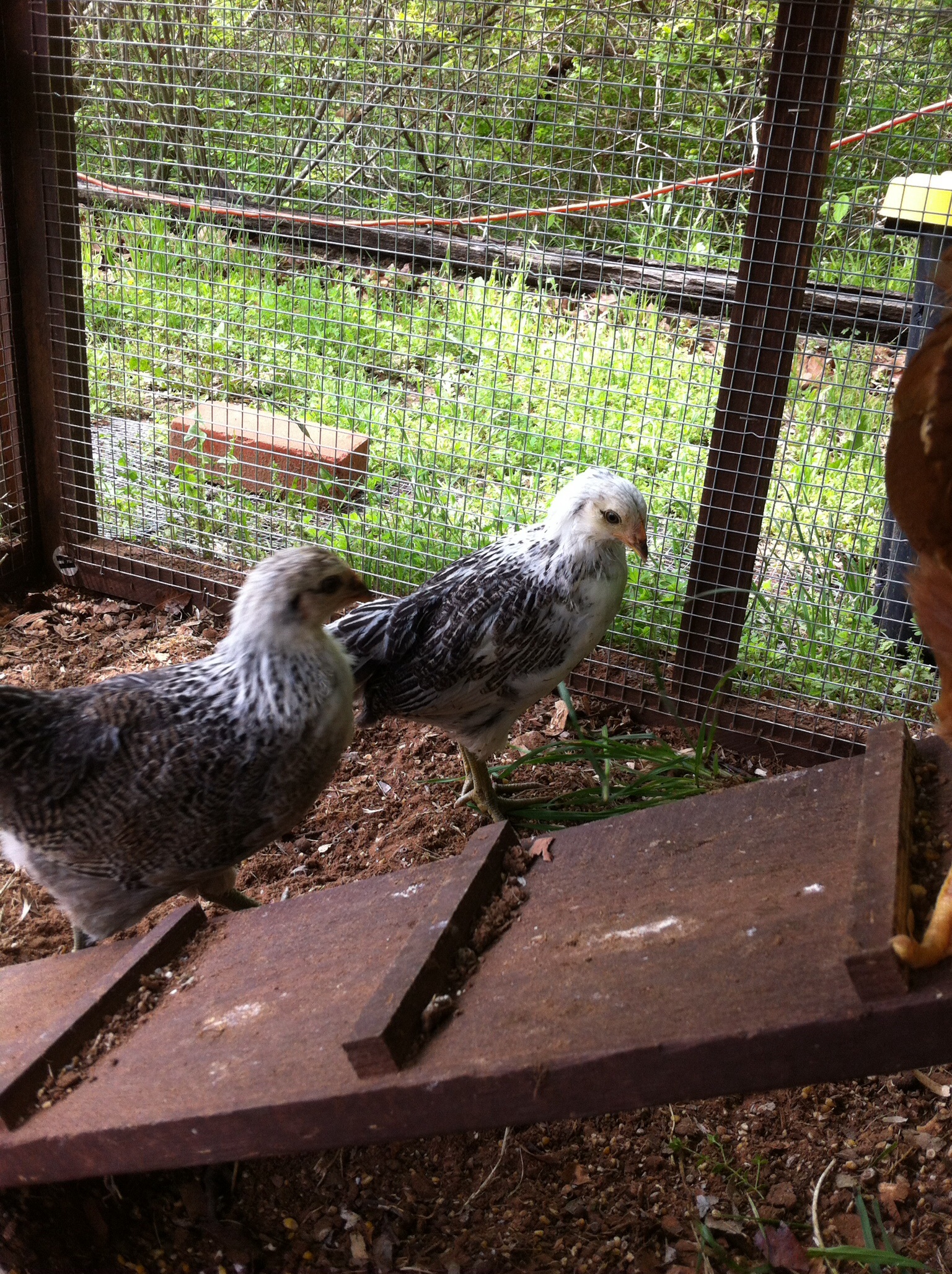 Clara and Lilly