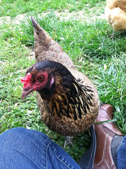 Clara comes and says hi once a day, the rest of the time she tries to avoid me