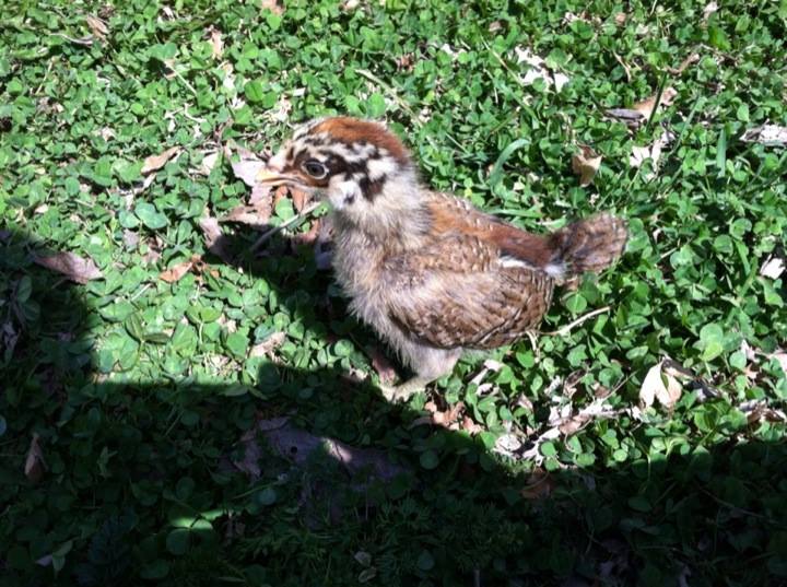 Clara eventually got the courage to explore and forage
