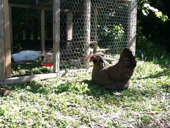 Clara "guarding" the little ones