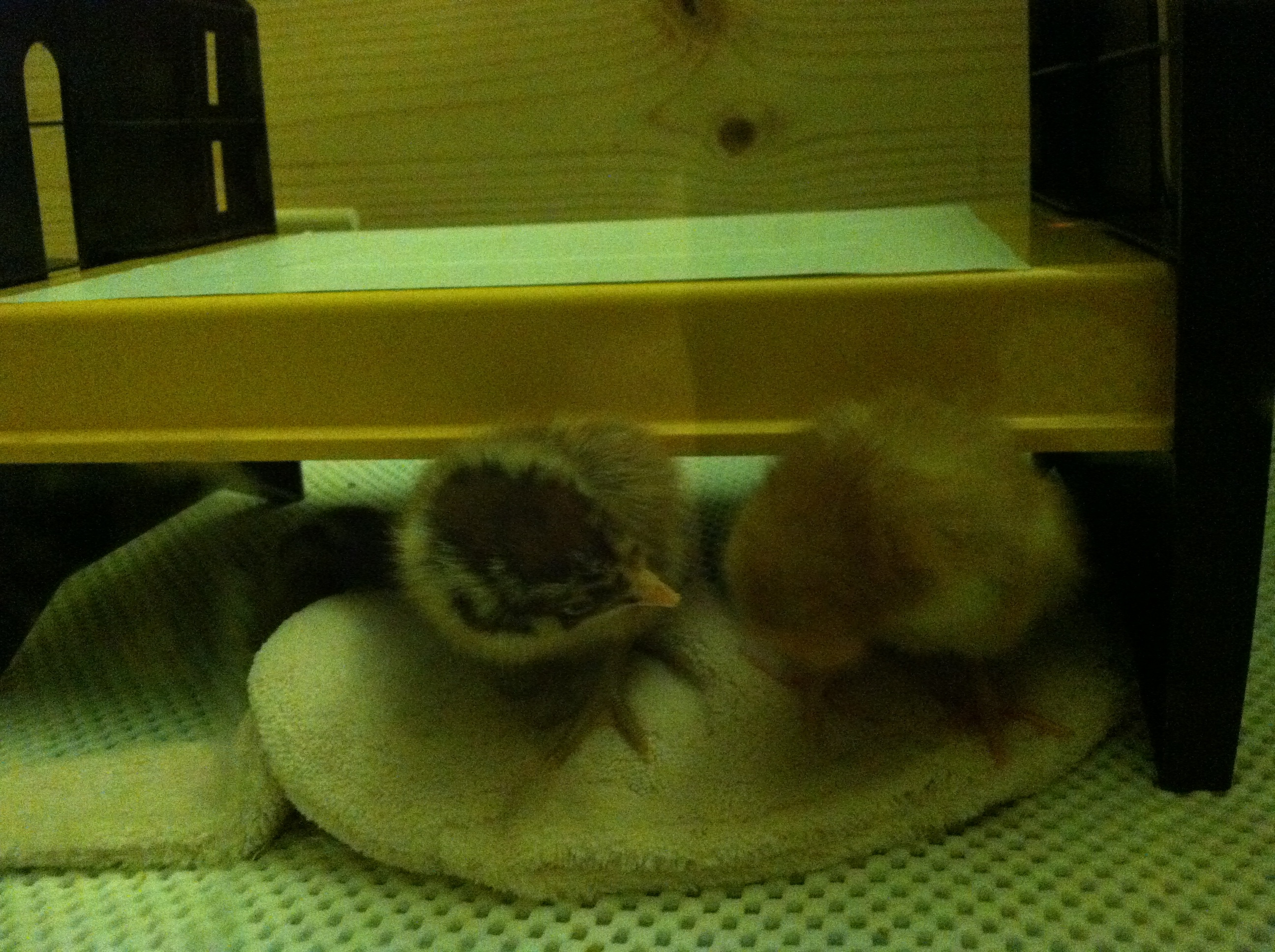 Clara says "What are you doing Nettie?"