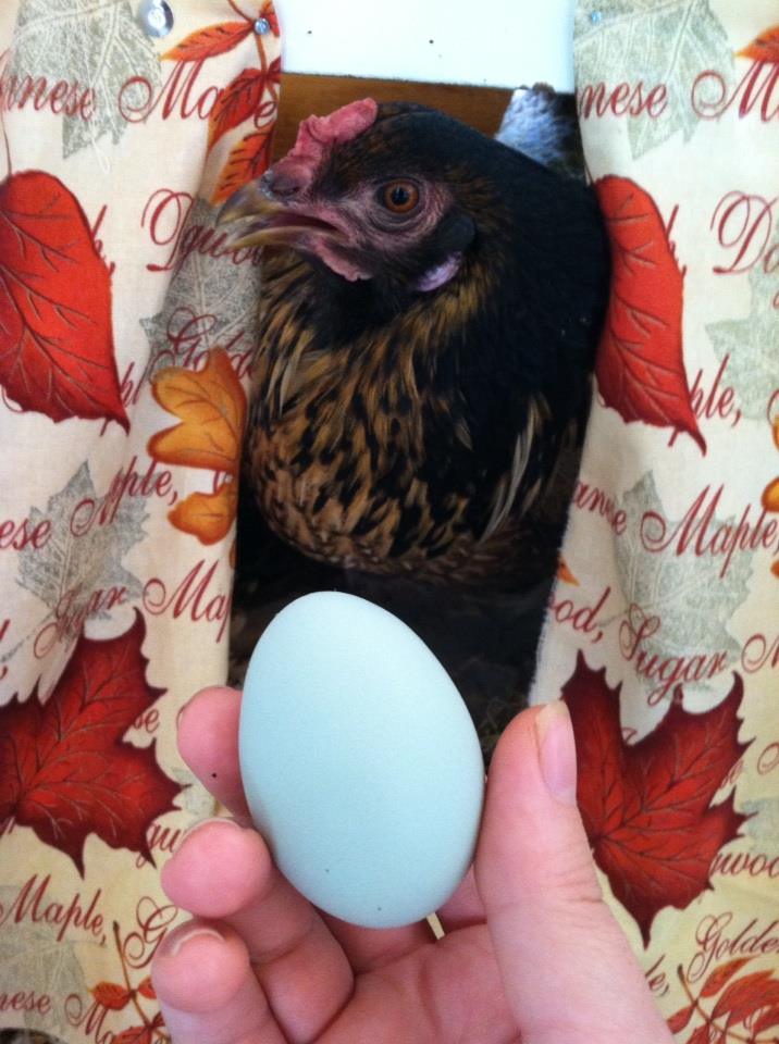 Clara the EE laying in the nest box