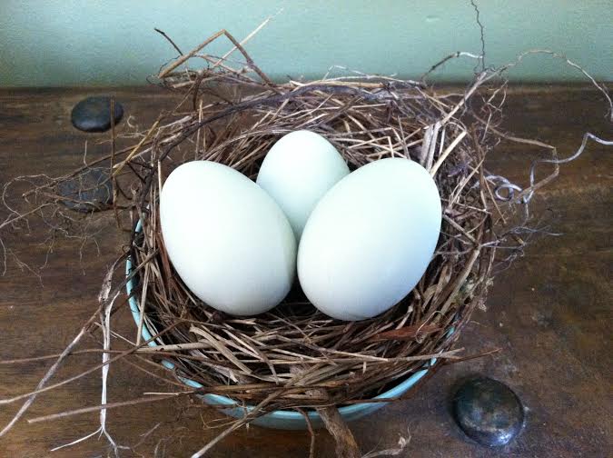 Clara's first three eggs