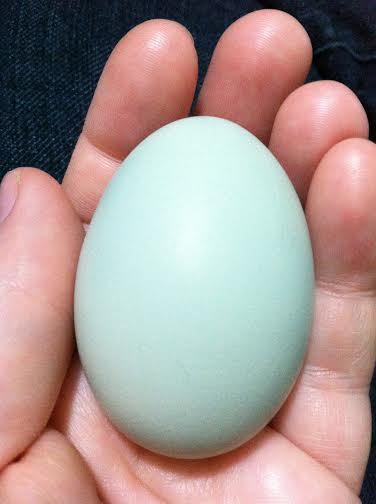 Clara's third egg laid Saturday, September 6th