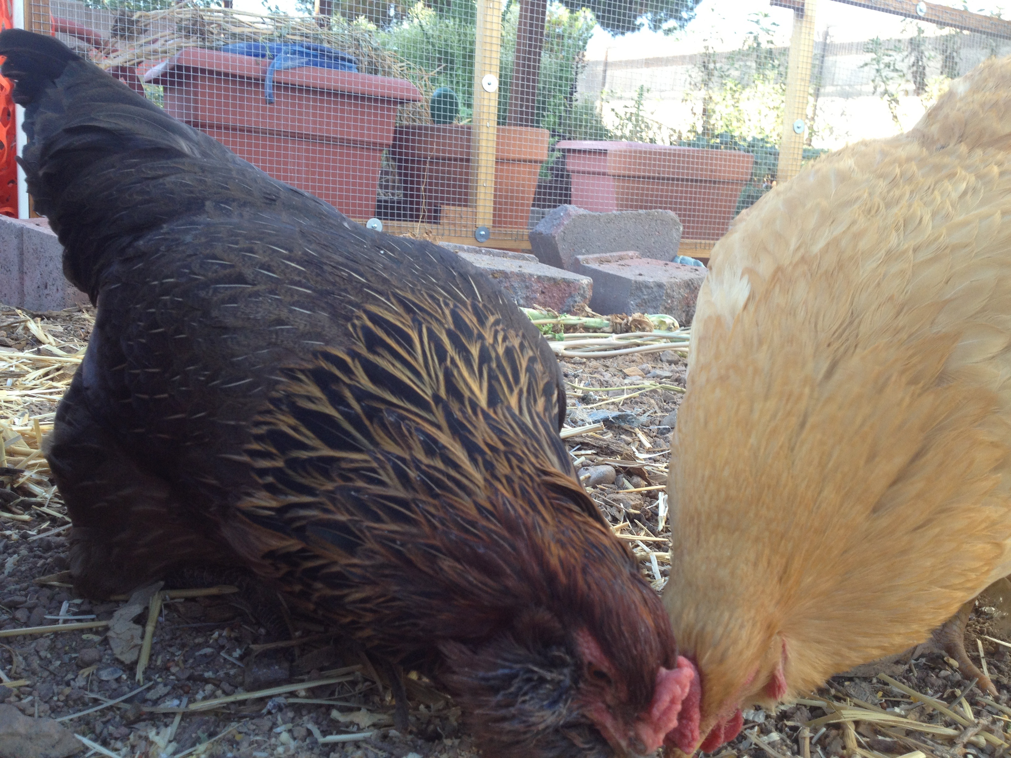 Clare & Blondy