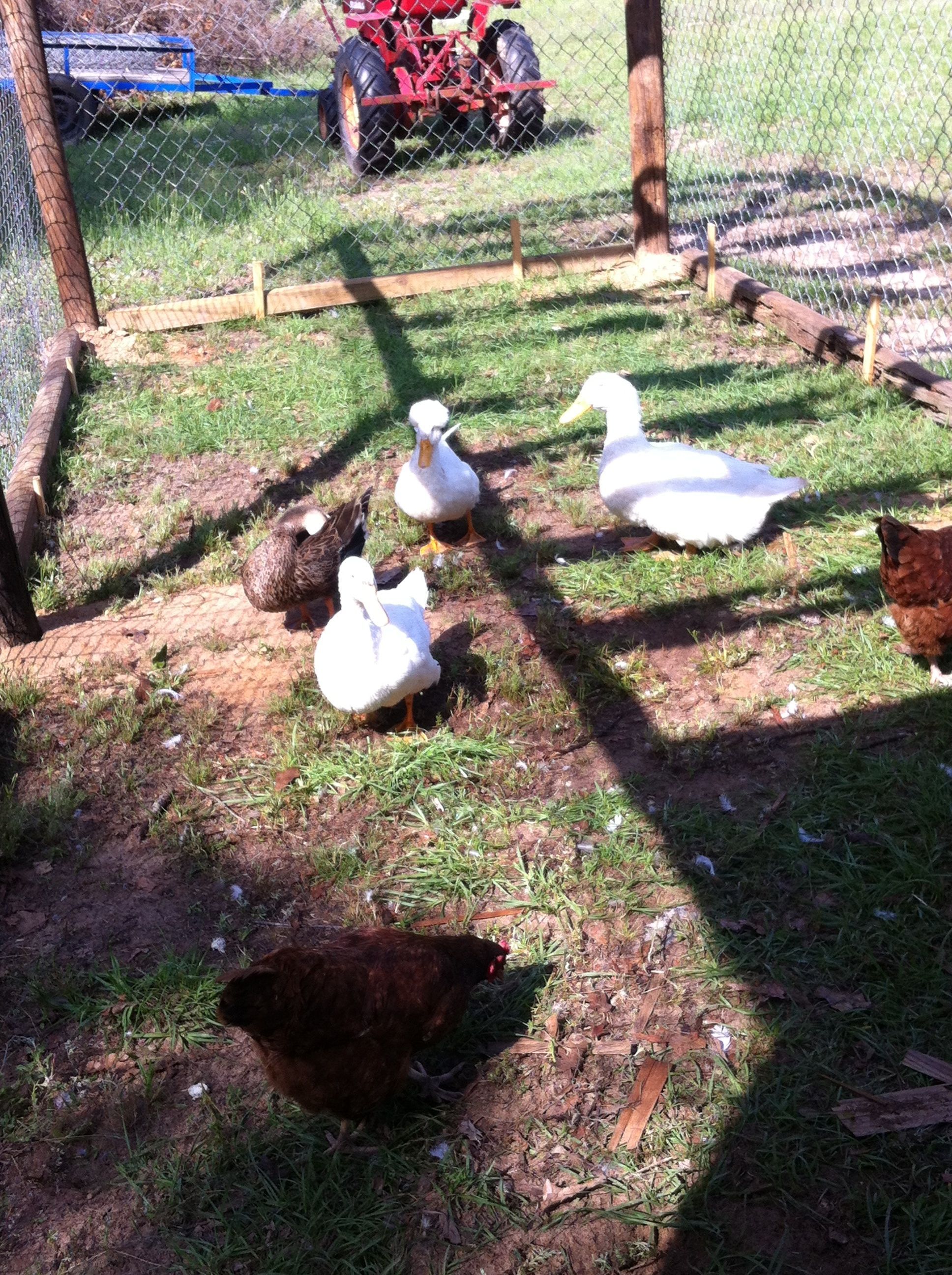 Clarence and the others