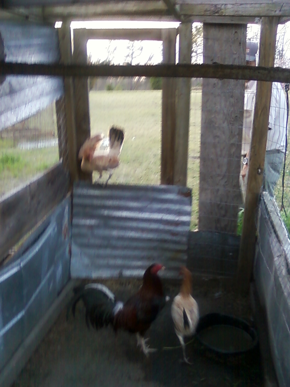 clarets rooster and 2 hens