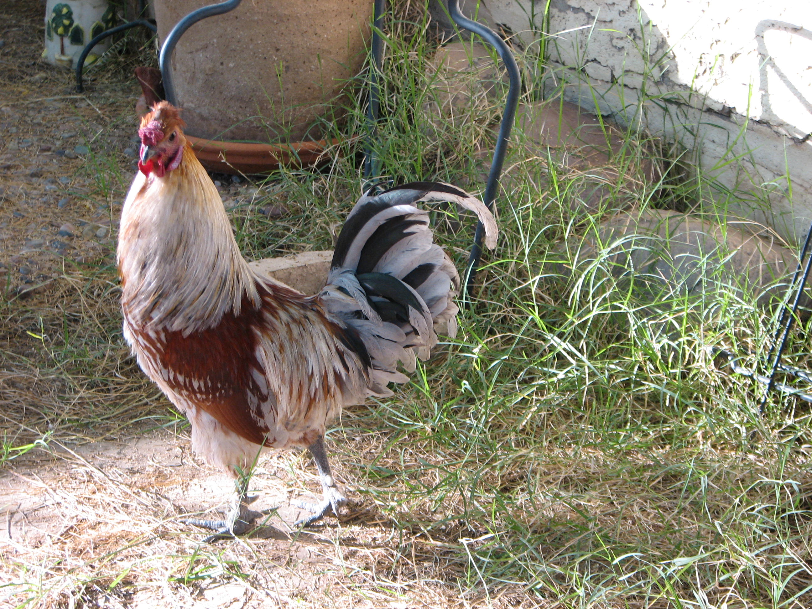 Clark Kent silkie millie flure D'ullce mix