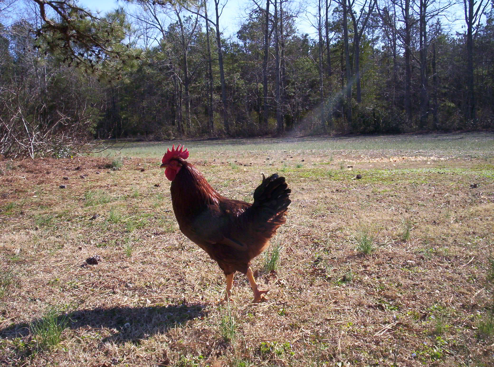Classic Rhode Island Red, young rooster.