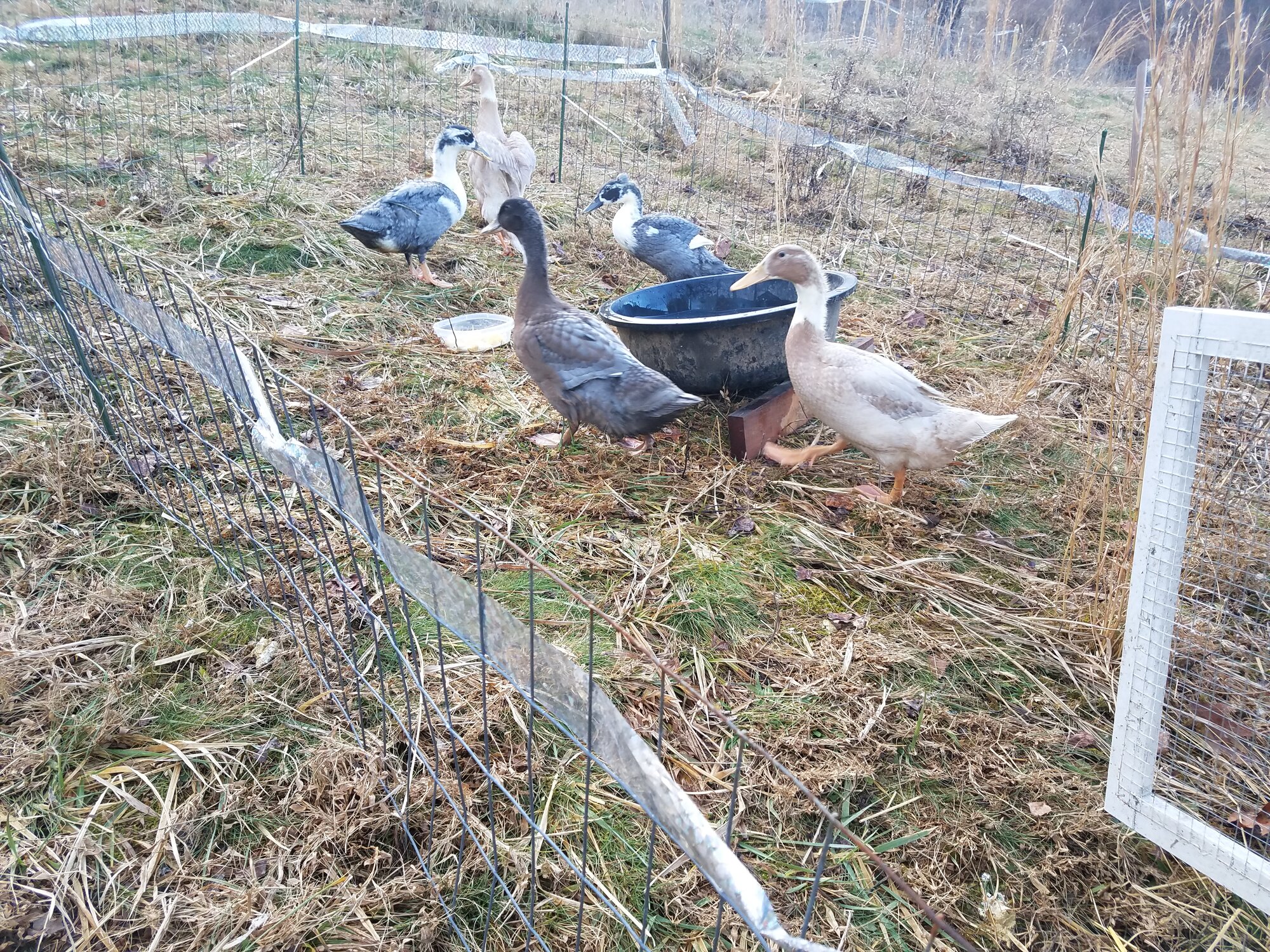 Clean Ducknagers after bathing
