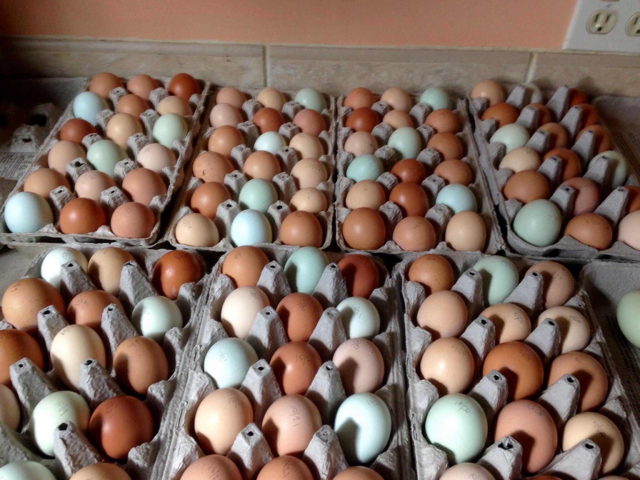 Clean eggs in a week -127