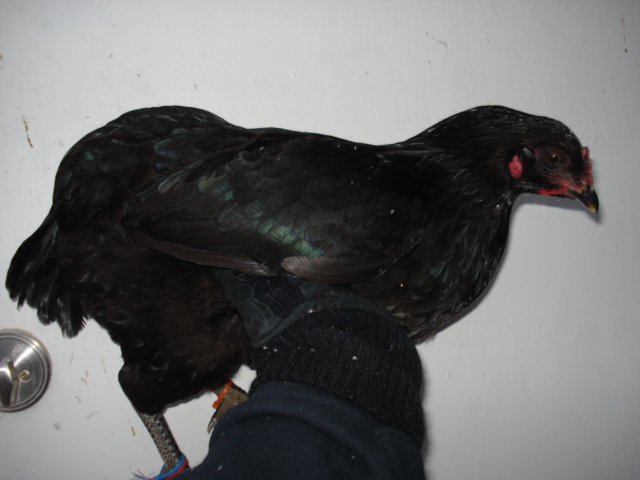 Cleanfaced and rumpless black girl. She has a few stray tail feathers, but no tailbone. Hatched summer 2012.