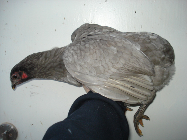 Cleanfaced and rumpless pullet. Hatched summer 2012.