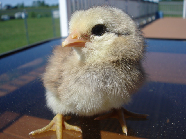 Cleanfaced chick
