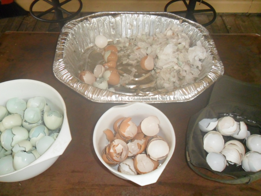 Cleaning eggshells for mosaic project