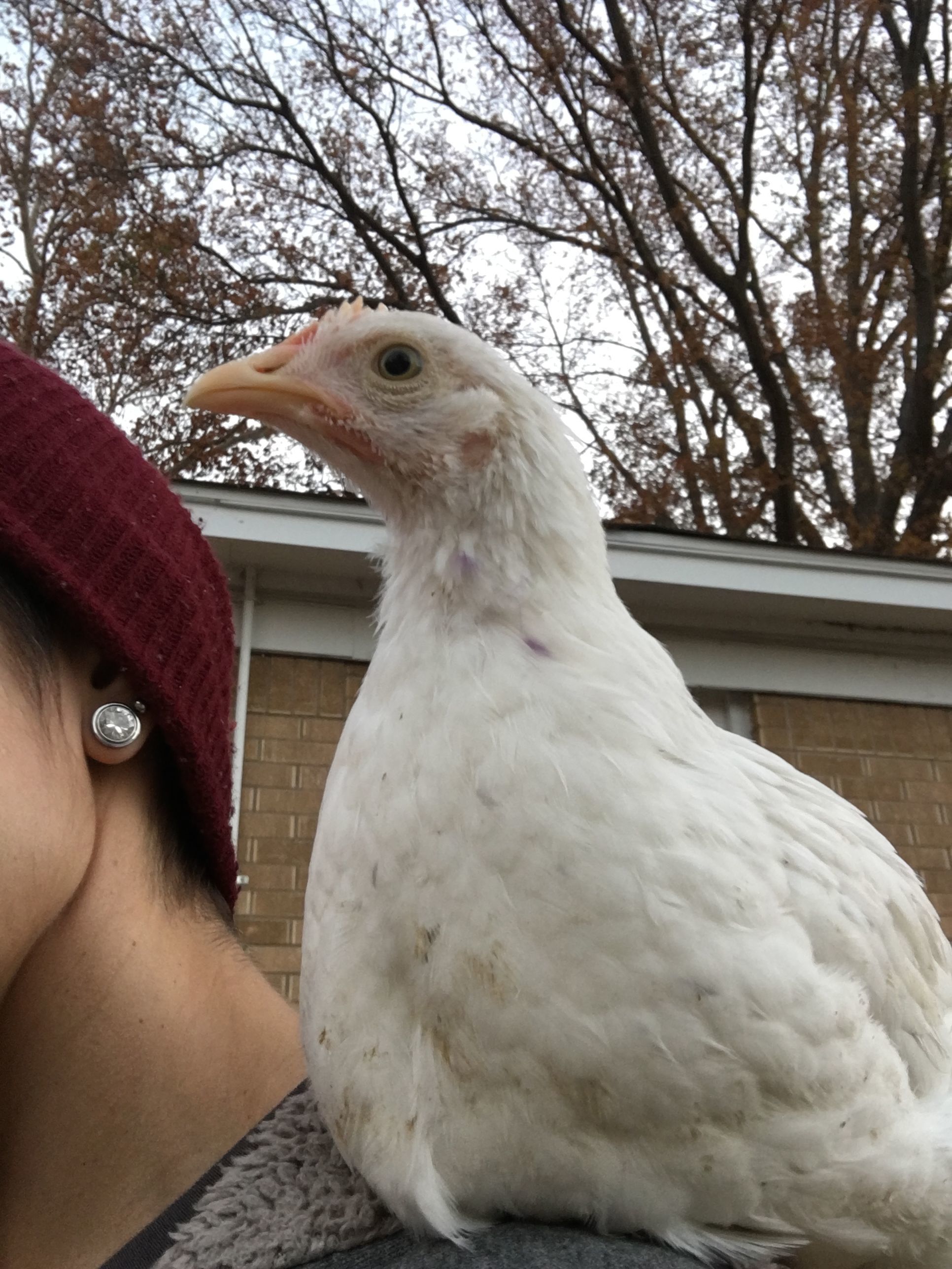 Clearance on my shoulder. About 4-6 weeks old.