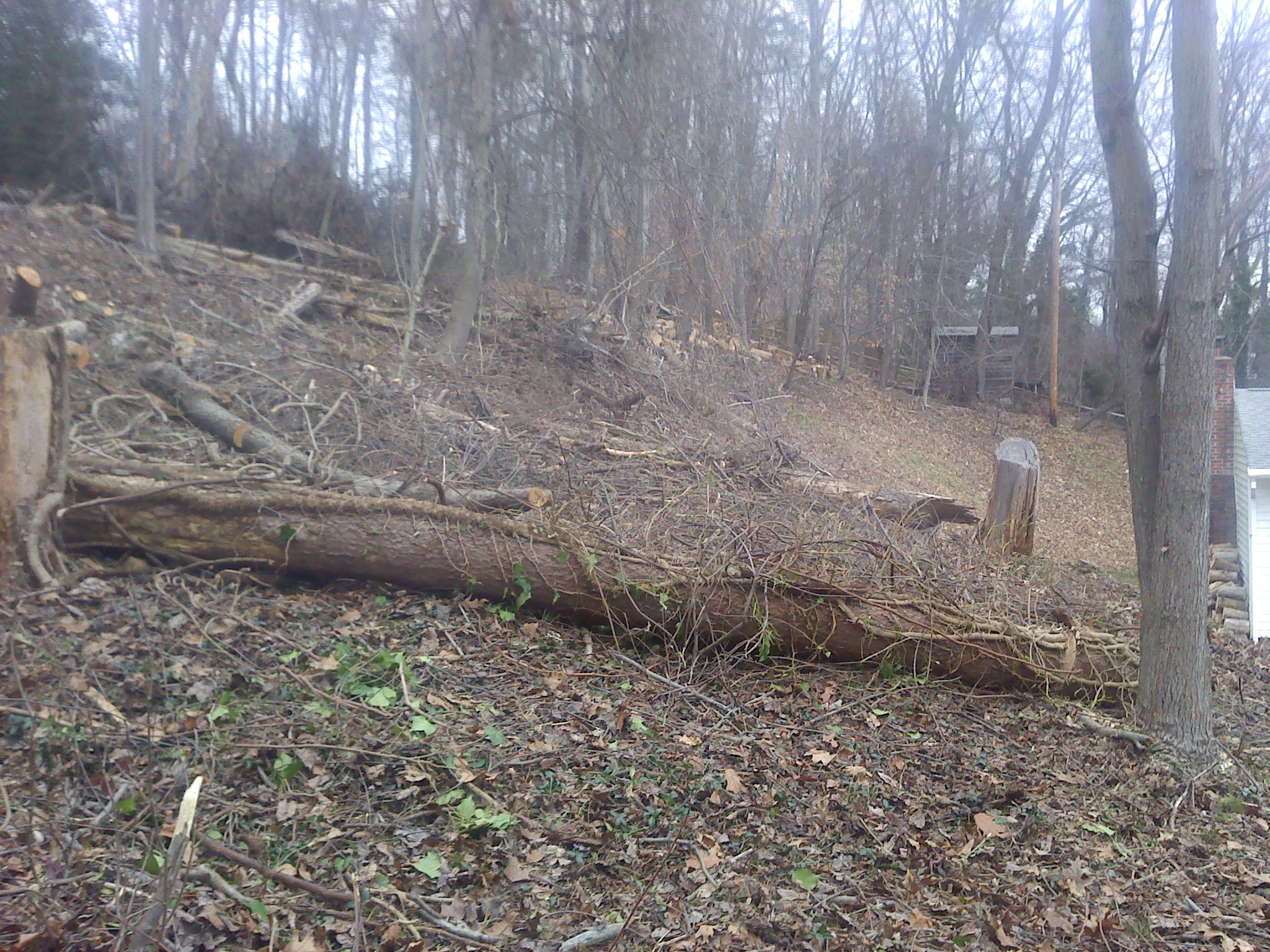 Clearing out the dead wood and underbrush.