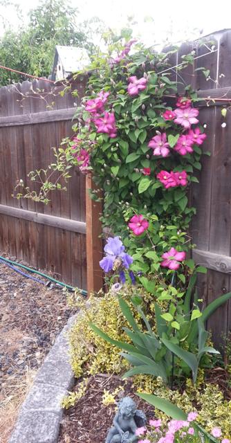 Clematis De Lyon