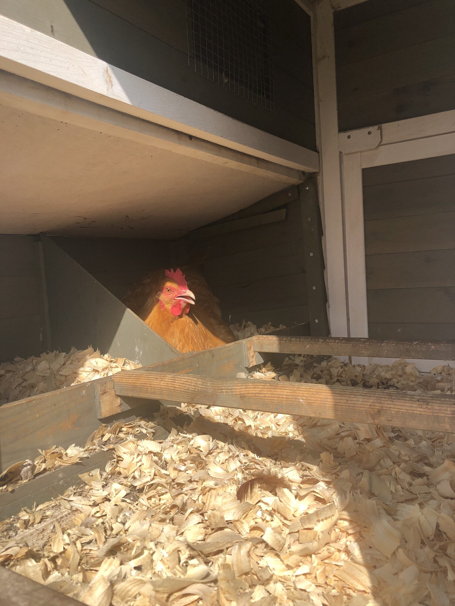 Clementine nesting ❤️