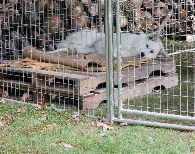 Clementine our LGD sleeping off a hard night's work