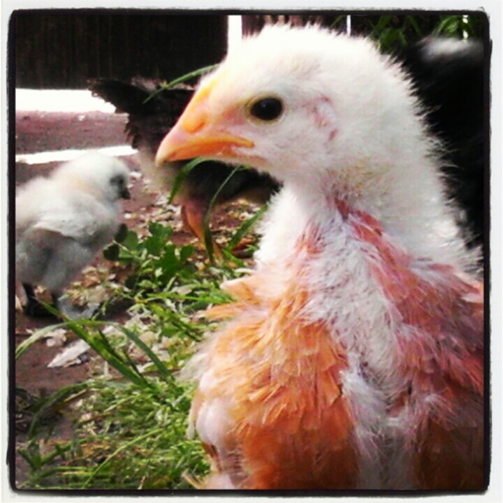 Clementine the New Hampshire Red.  "You talkin' to me?"