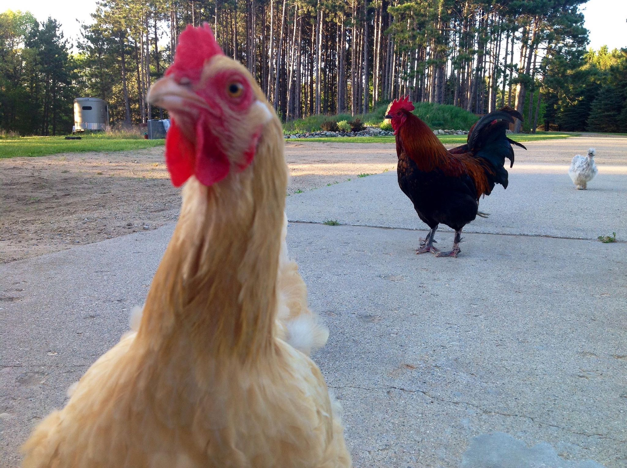 Clementine with Marco in the background!