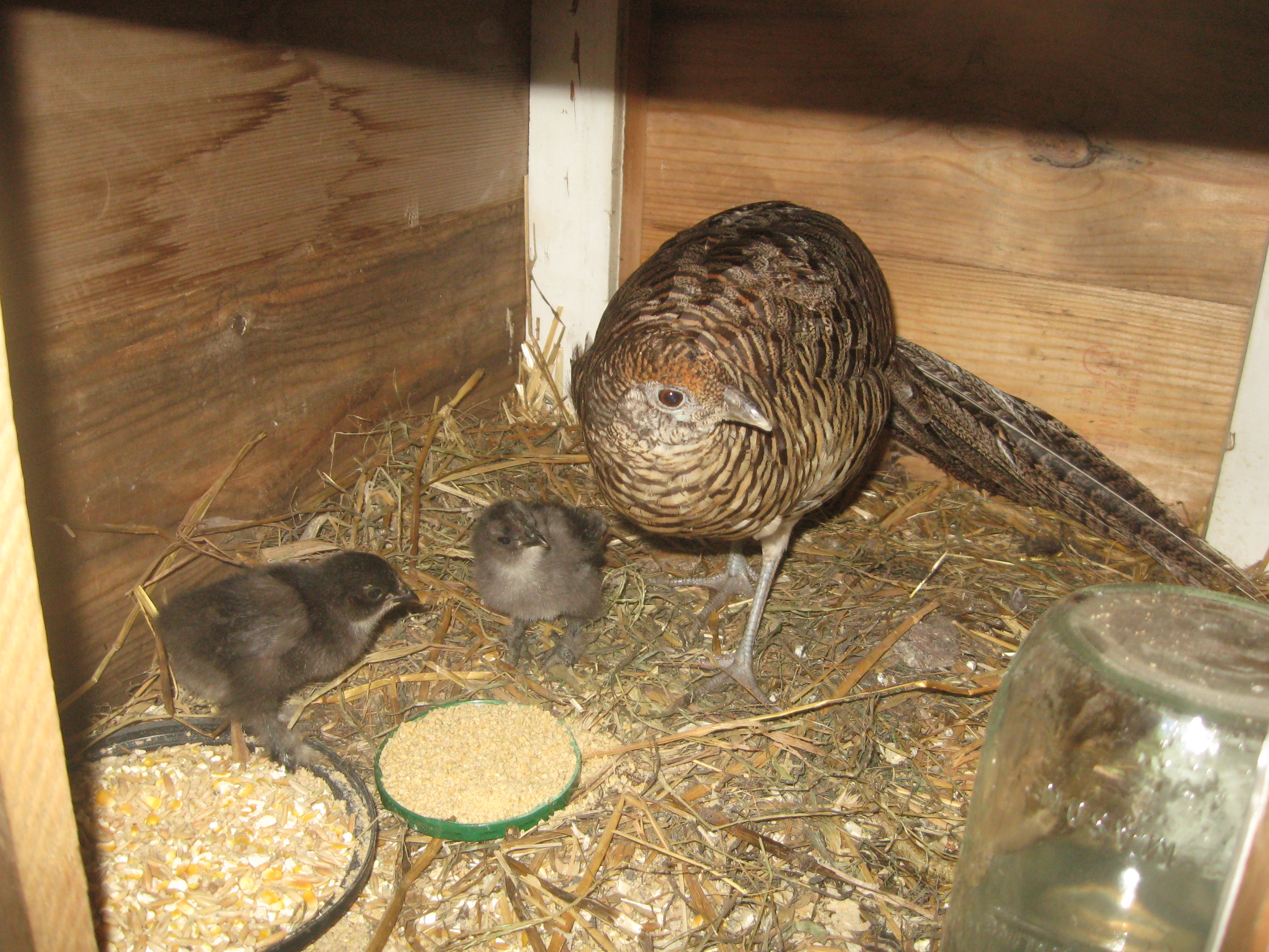 Cleo and her baby chickens