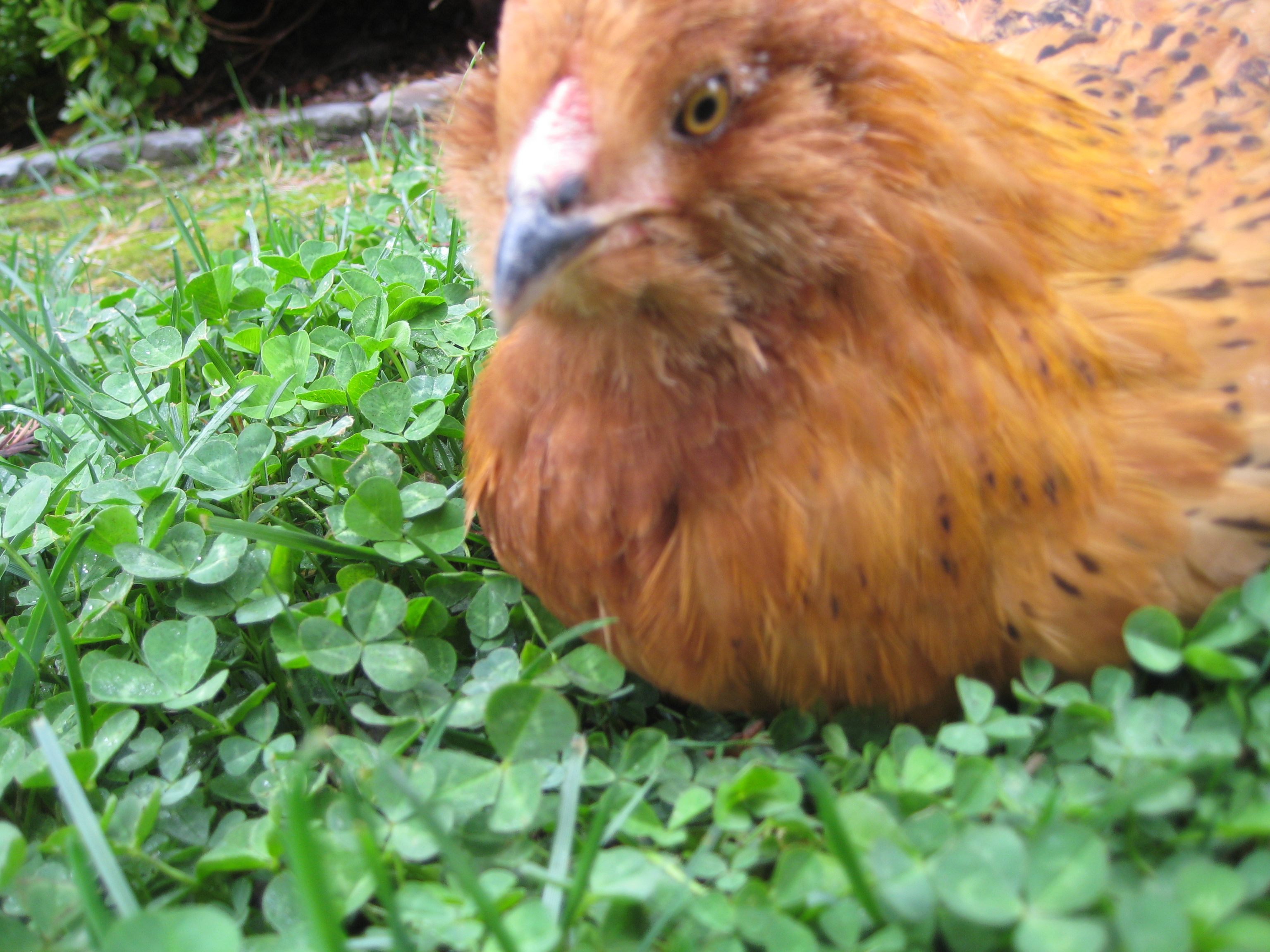 Cleo, EE, a little over 9wks (IDEAL)