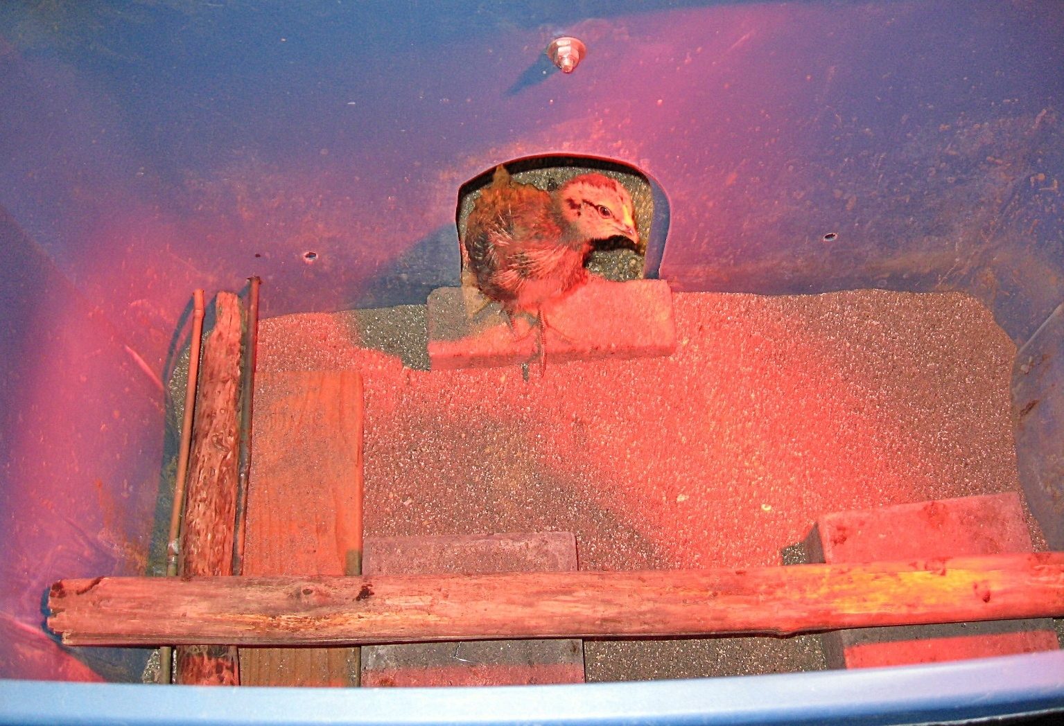 Cleo, peeking out from the brooder.