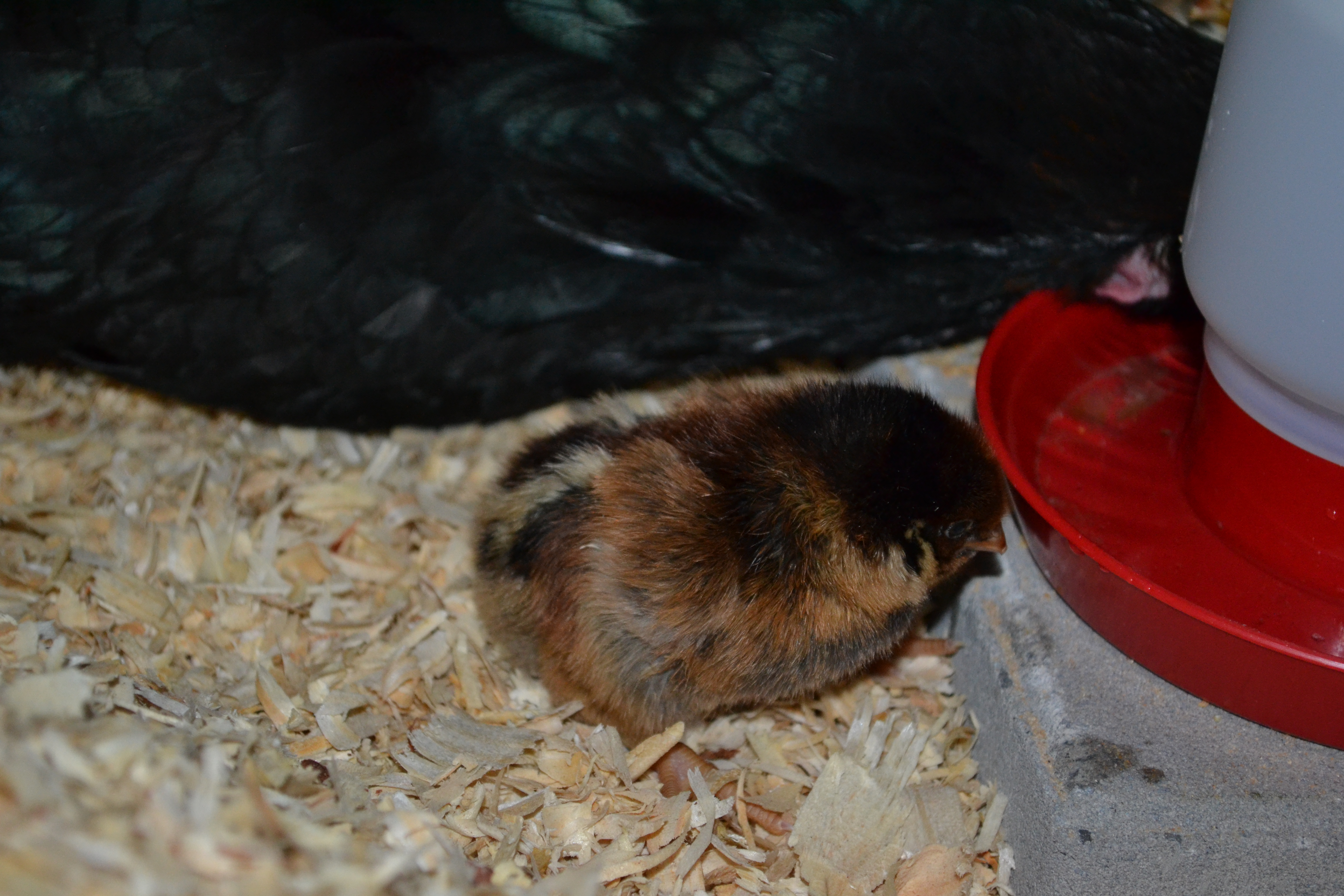 Cleo showing BLRW chick how to drink. Wasn't interested, only one day old. 05/19/16