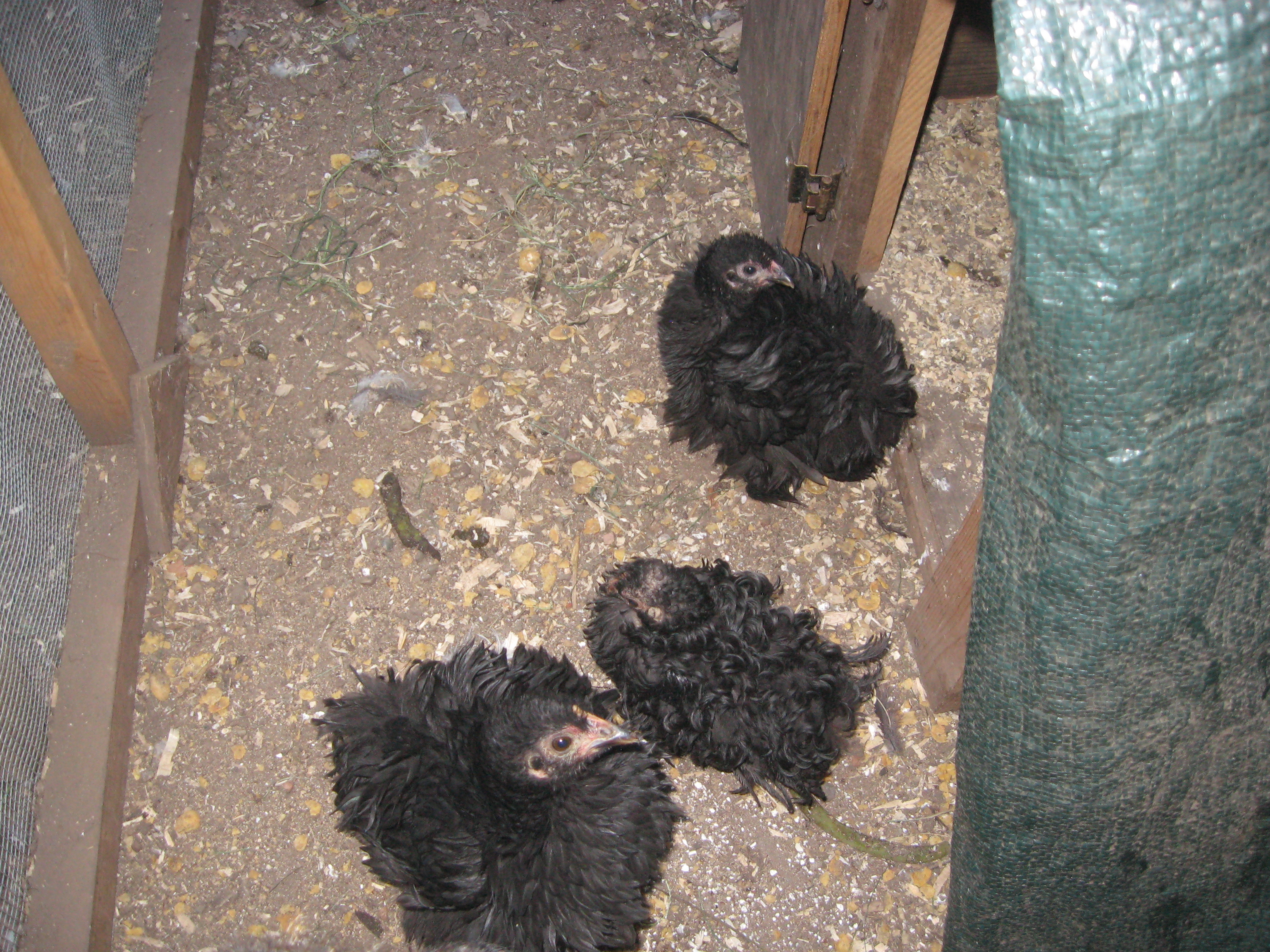 Cleopatra the pheasants baby chickens.