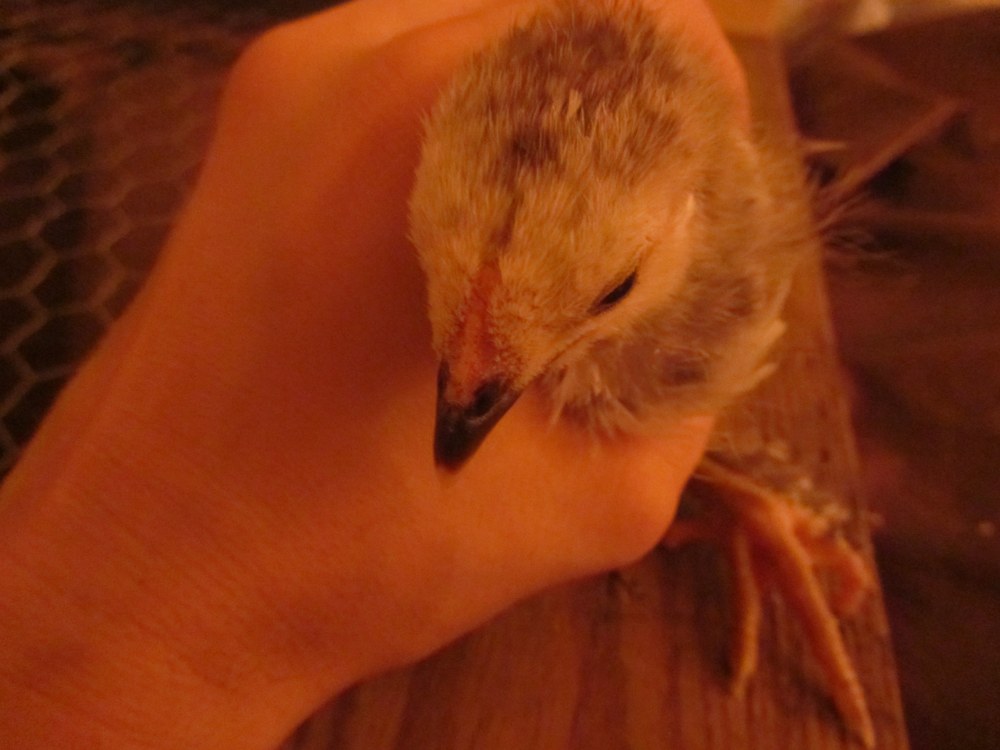 Cleopecktra - Light Brahma - 3 week old comb