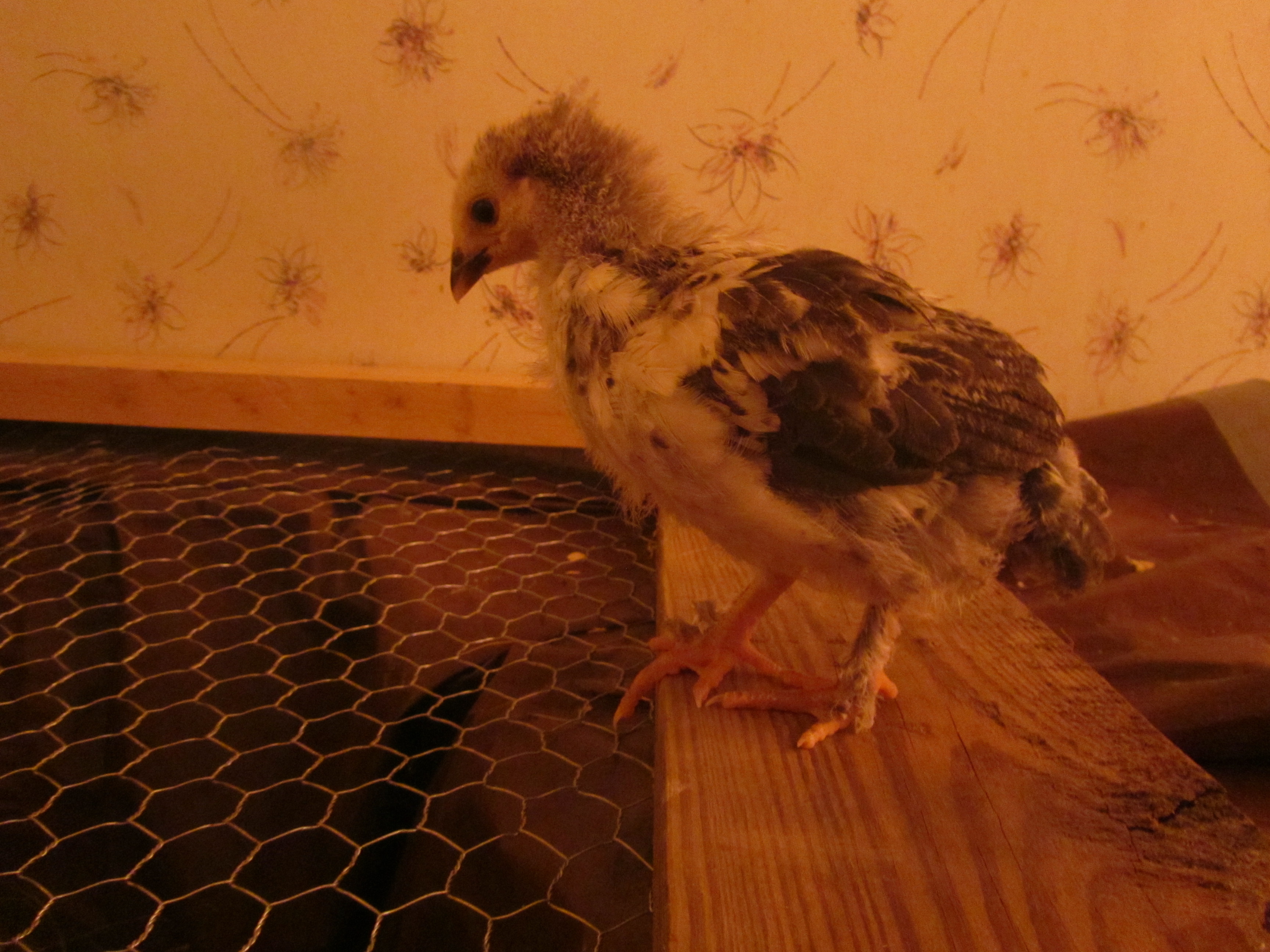 Cleopecktra - Light Brahma - 3 week old profile