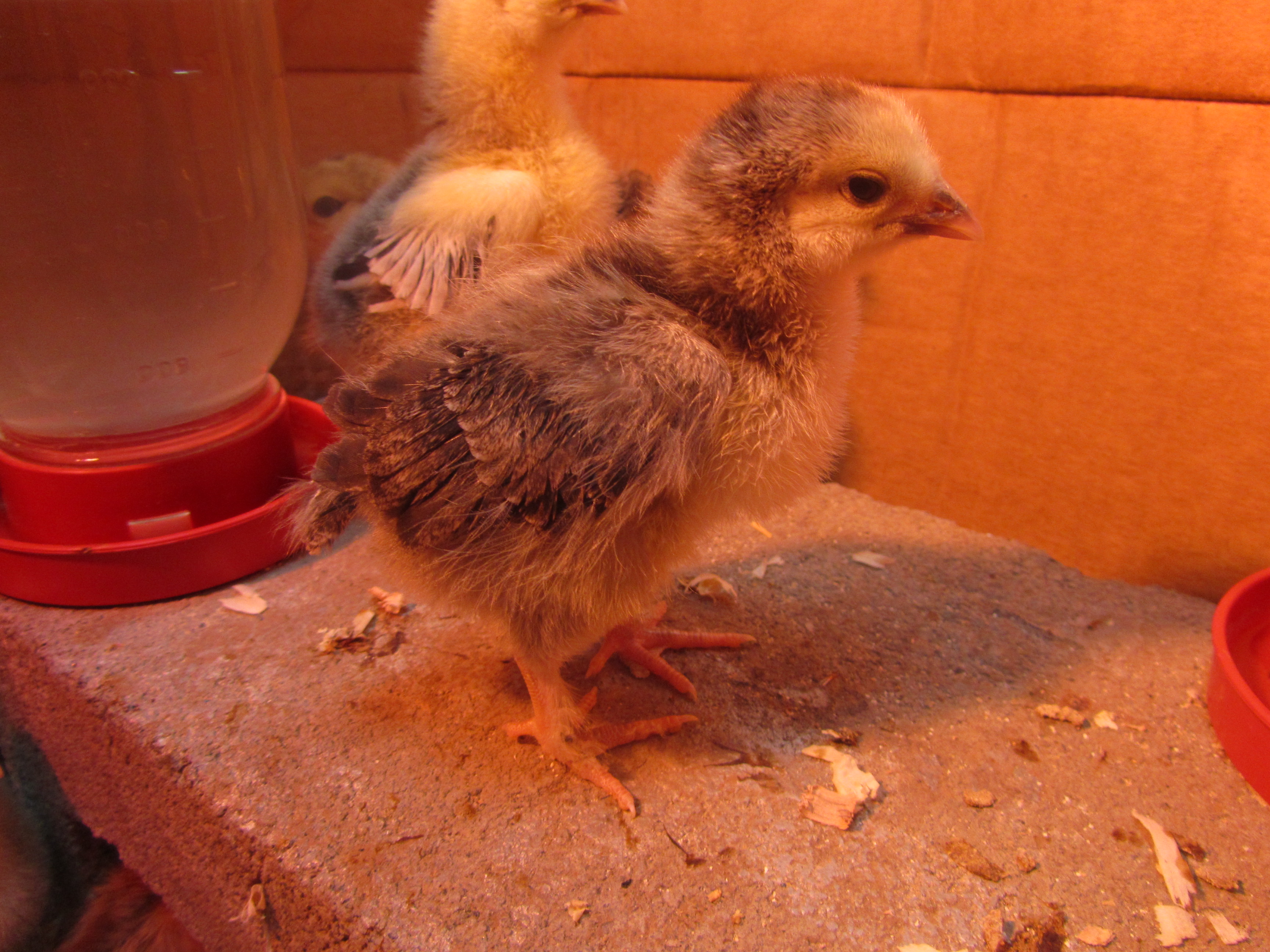 Cleopecktra - One week old Brahma