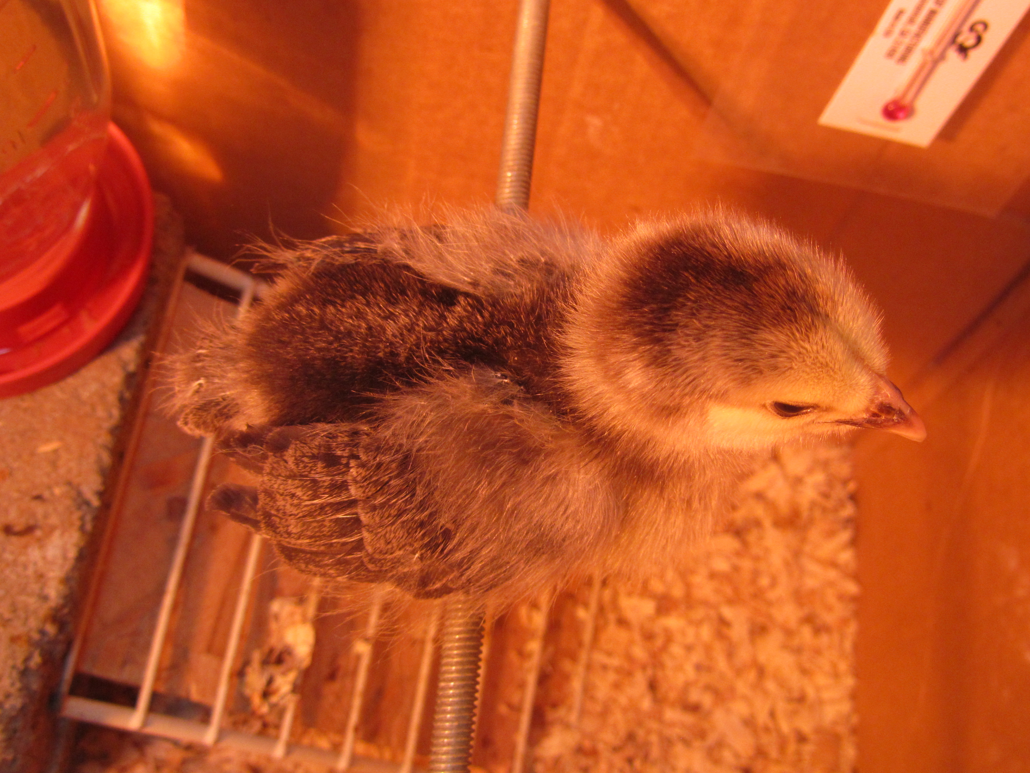 Cleopecktra - One week old brahma