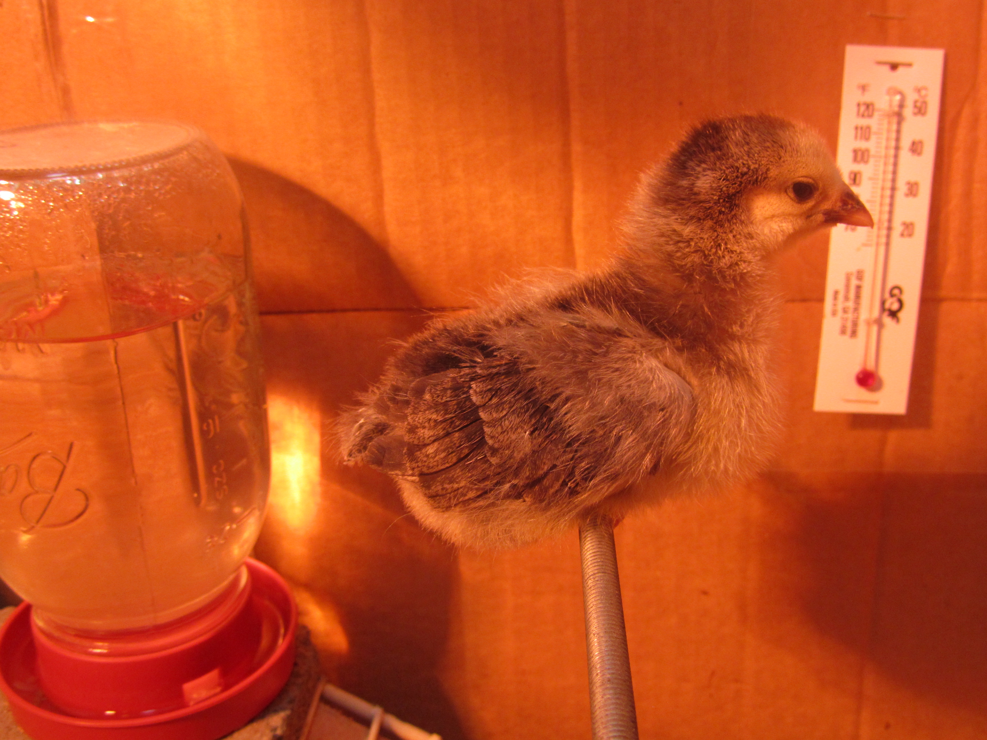 Cleopecktra - One week old Dark (?) Brahma