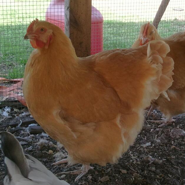 Clevenger/Farthing American Buff Orpington pullet