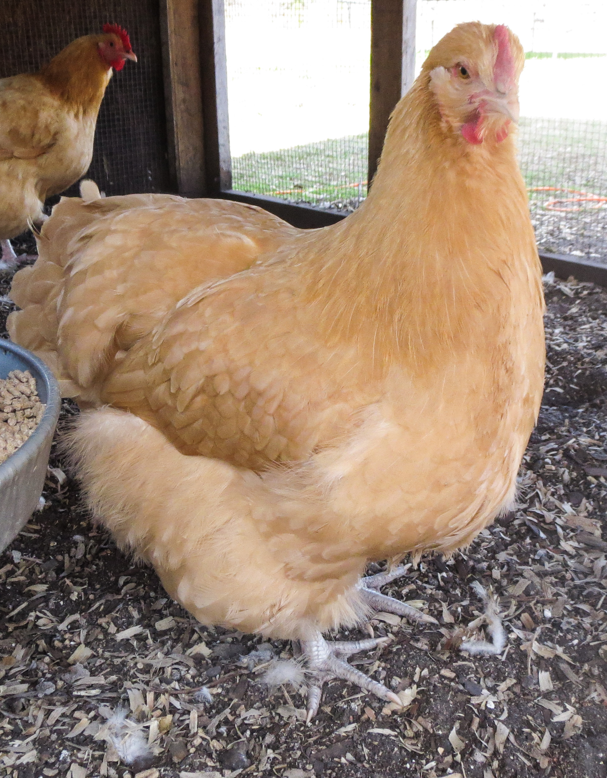 Clevenger/Farthing American Buff Orpington pullet