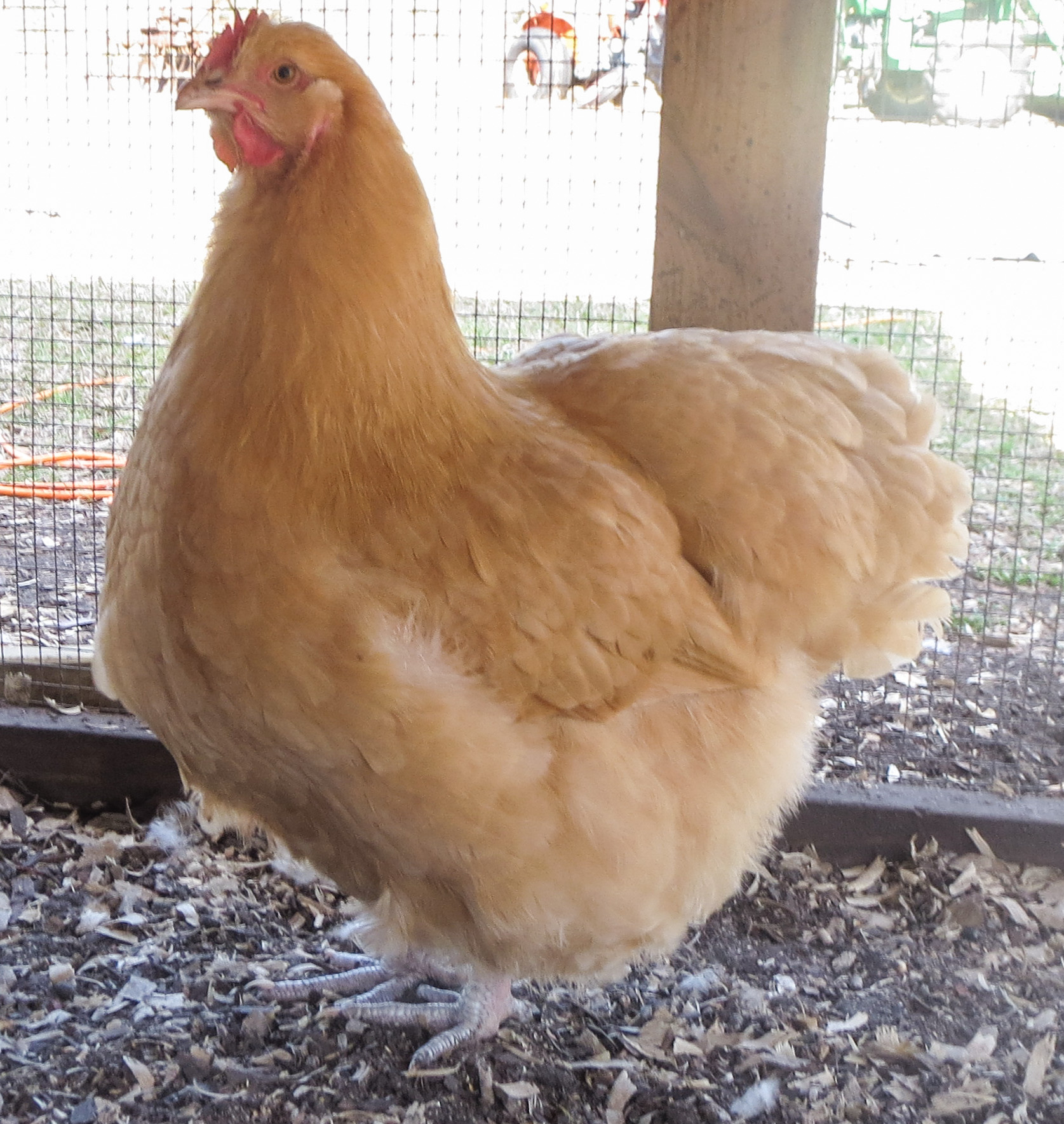 Clevenger/Farthing American Buff Orpington pullet