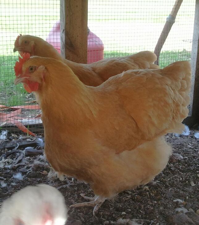 Clevenger/Farthing American Buff Orpington pullets