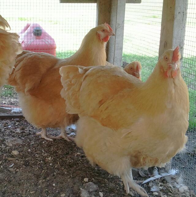 Clevenger/Farthing American Buff Orpington pullets