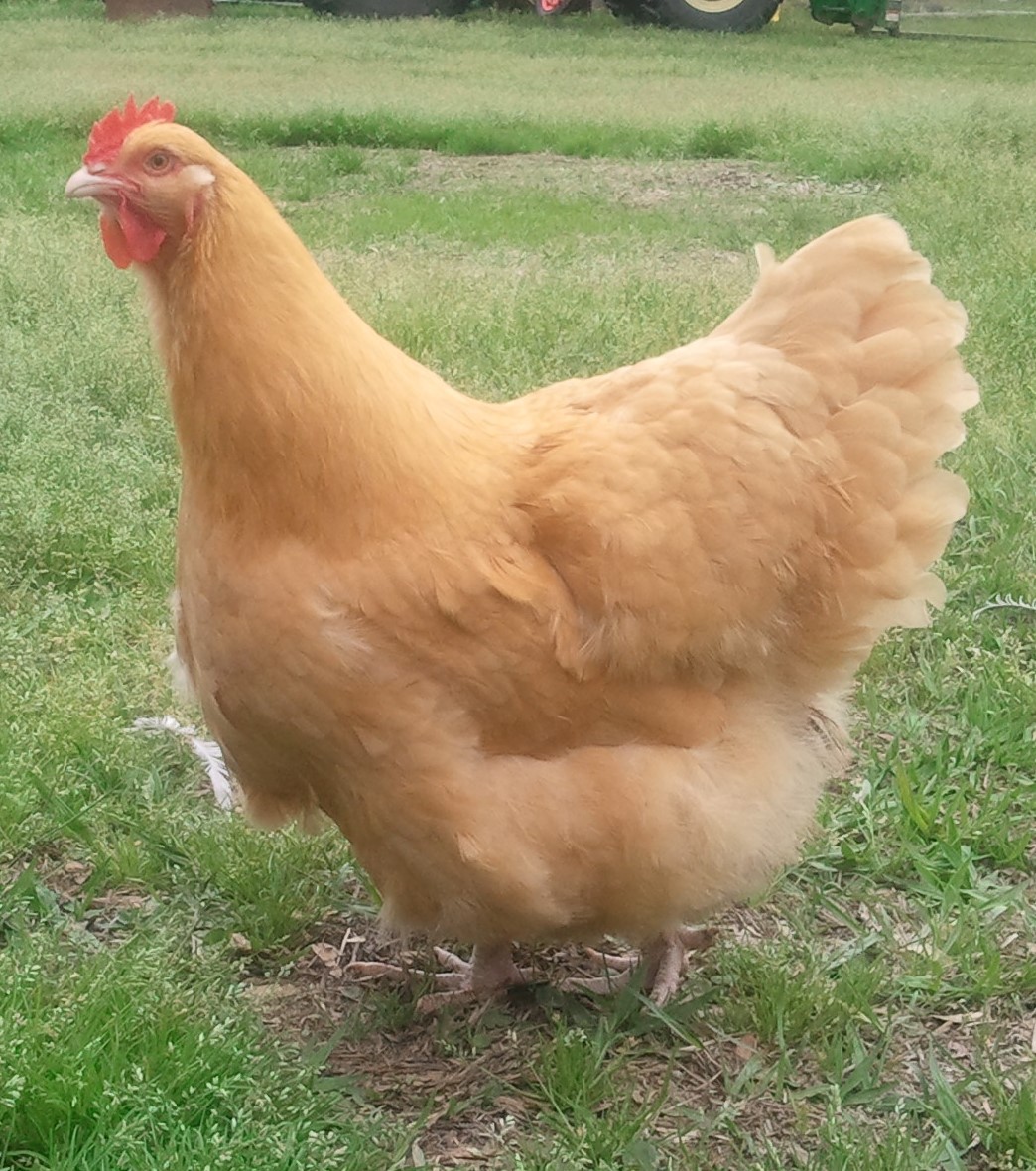 Clevenger/Farthing Buff Orpington Pullet