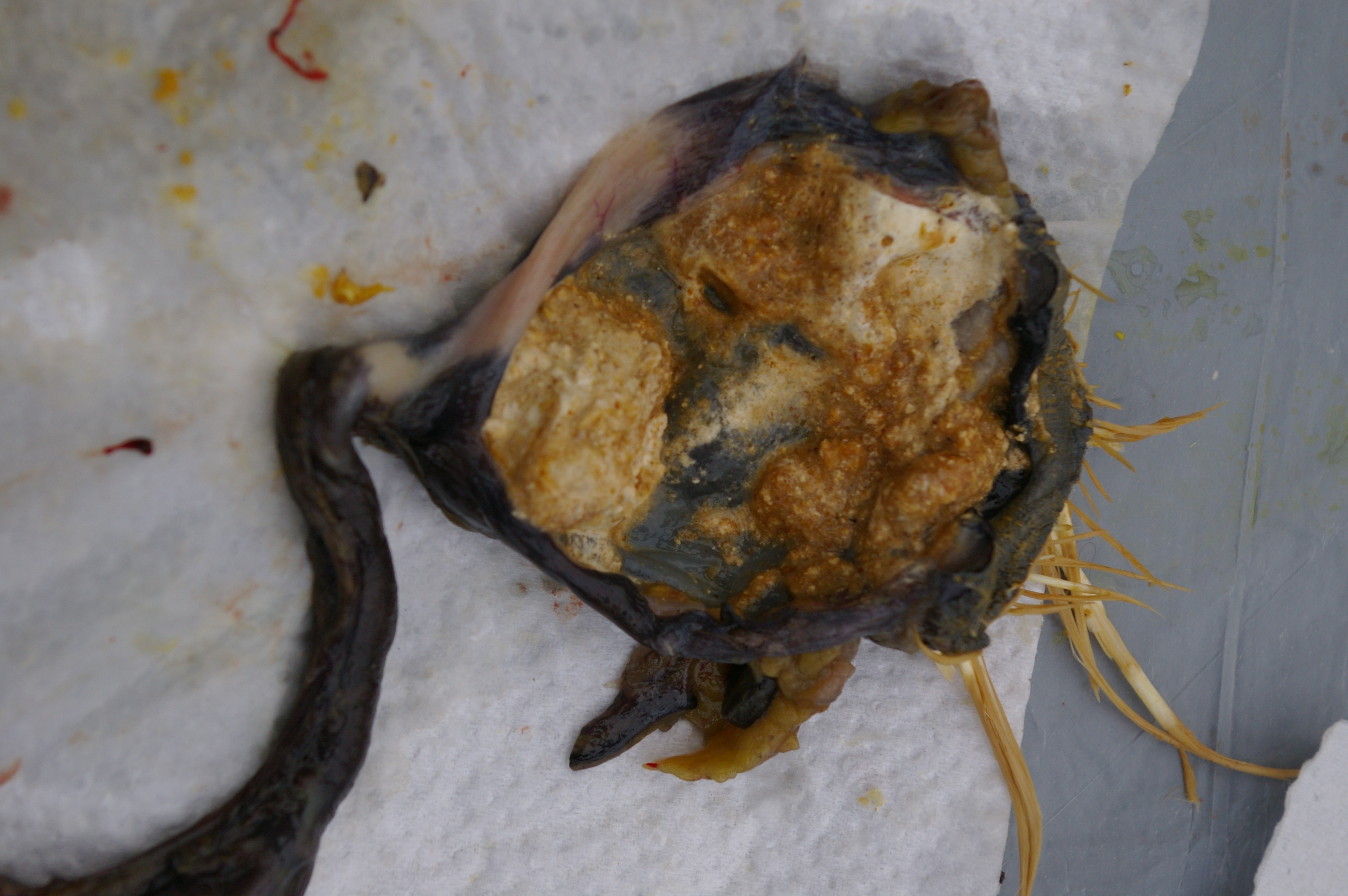Cloaca deflated and cut open. The oviduct joins into here. Both faces and eggs come out of the same hole. Only poop in this one today.