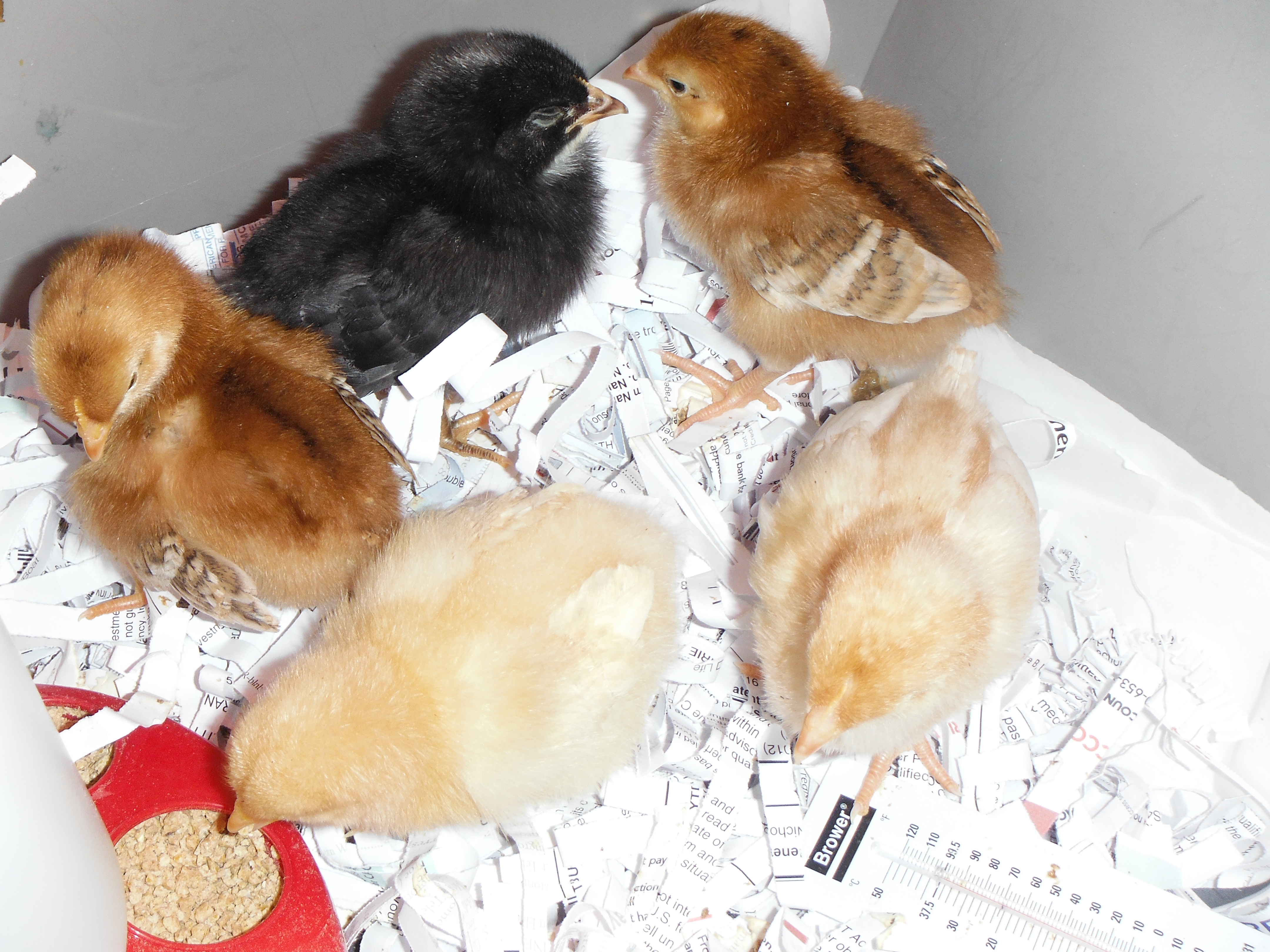 Clockwise from RIR on left: Nikki (Nick's Rhode Is Red), Lucille (Lola's Barred Rock), Rhodie (Sam's RIR), No-Name (Chet's Sexlink), Fluffy (Eli's Buff Orpington).  Hannah's not pictured, yet....TBD (Speckled Sussex?)