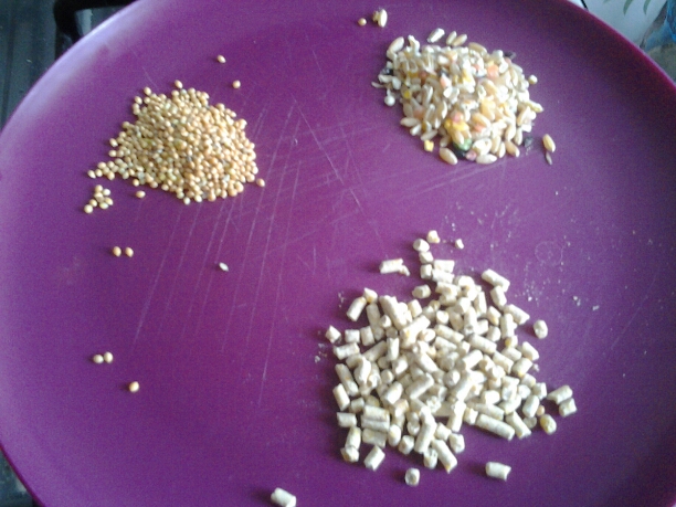 Clockwise: mixed grains, pellet and parakeet seeds.