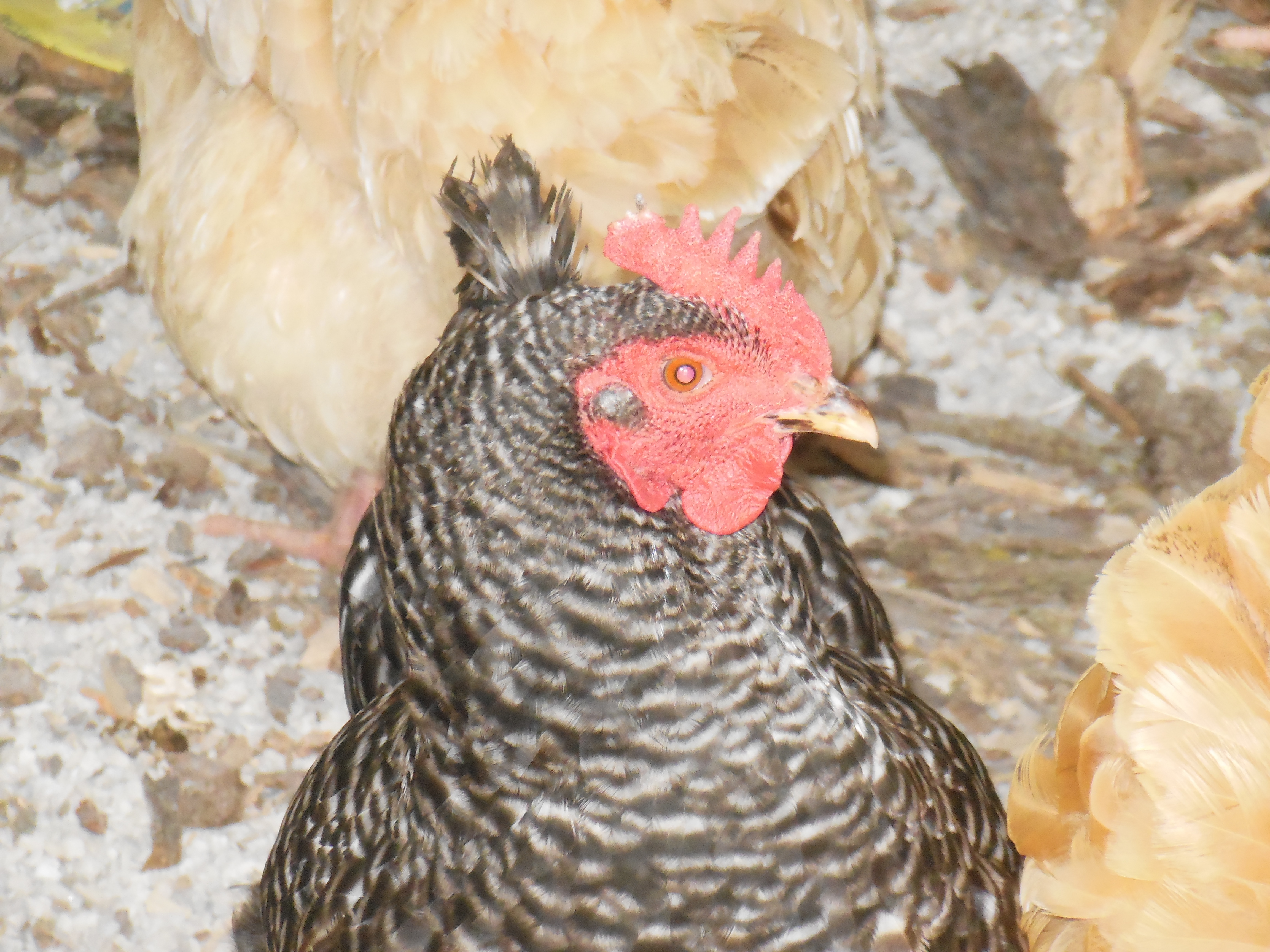 Clorece is just hanging out in the shed.