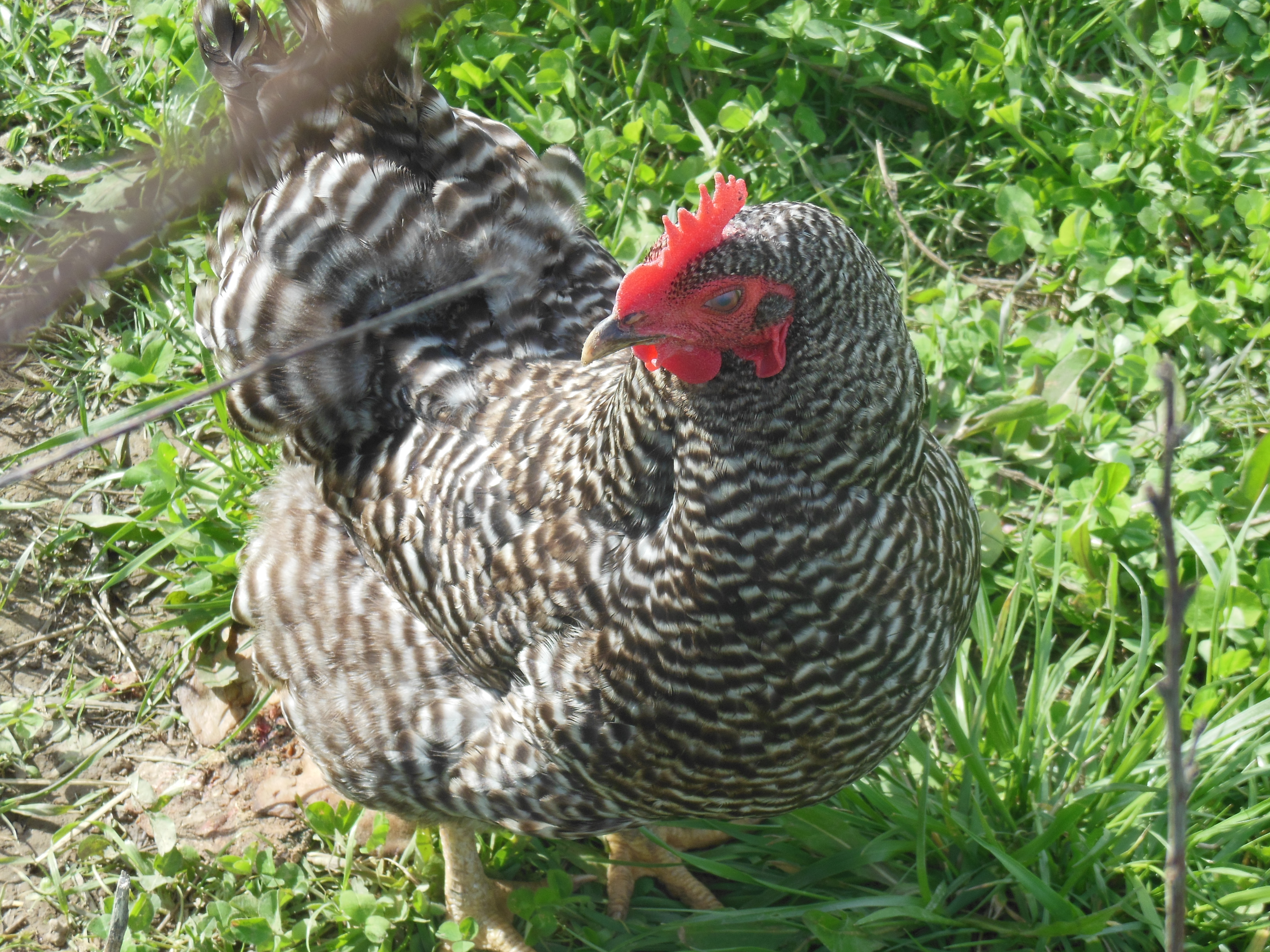 Clorece, my other bared plymouth rock hen.