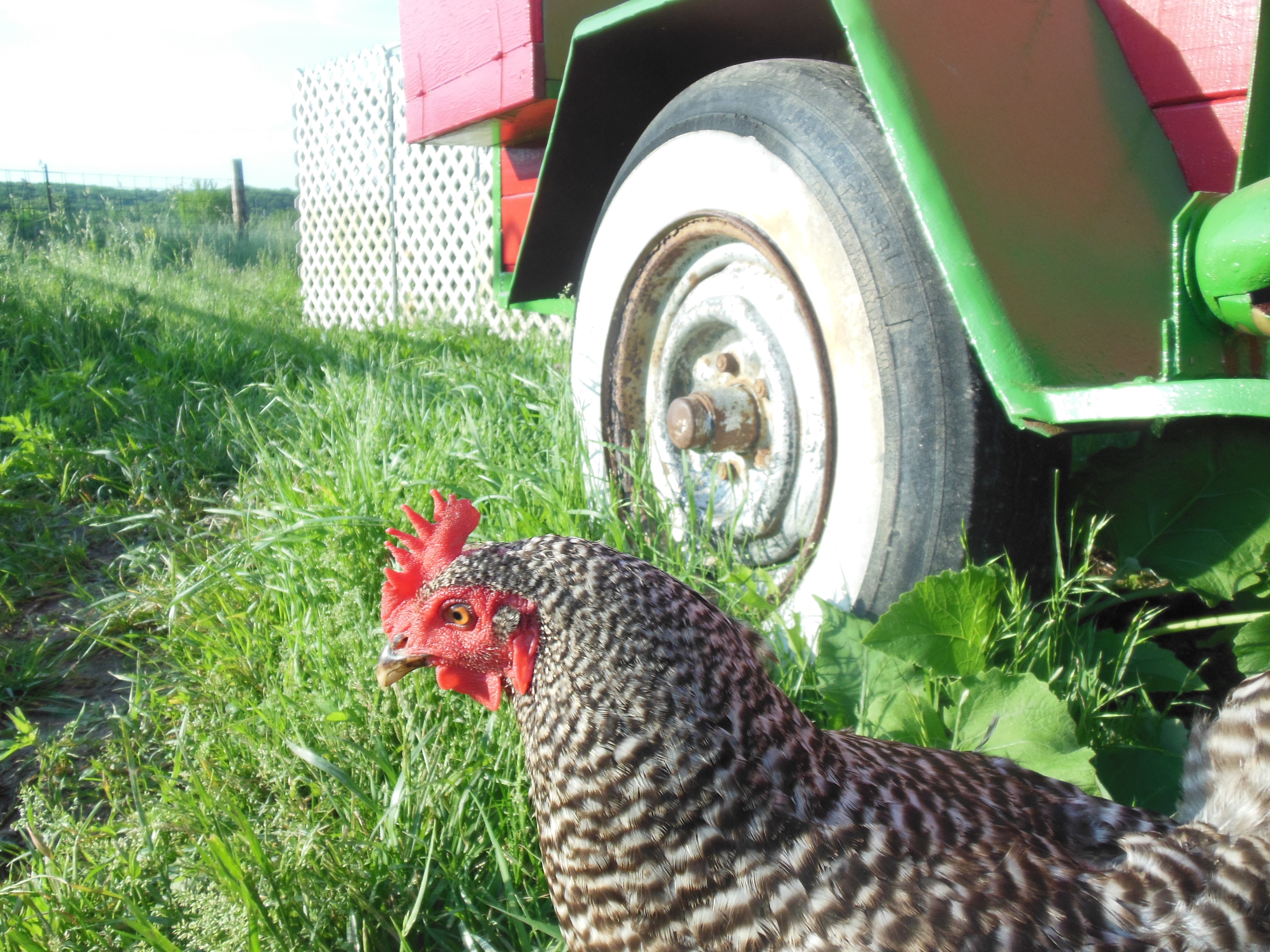Clorece next to the Hen-a-bago