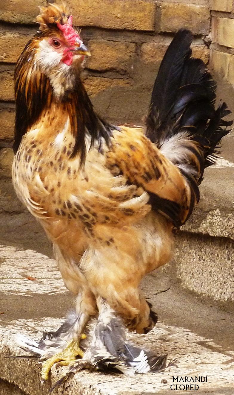 clored 8month old marandi