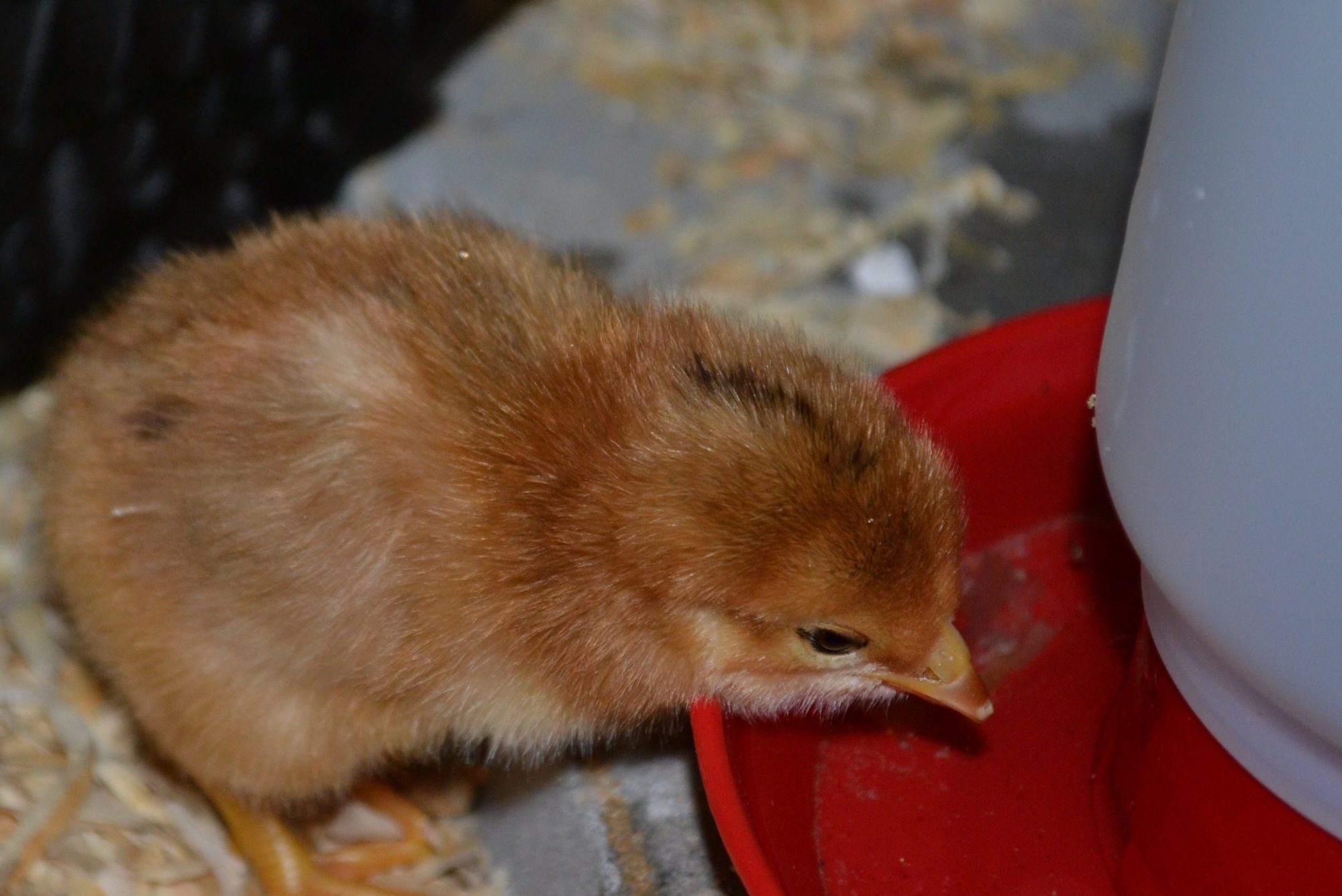 Close-up of 2-day old EE chick learning to drink. 05/19/16